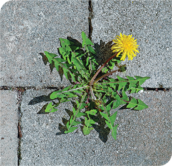 Paver weeds begone | AMA Finance Brokers